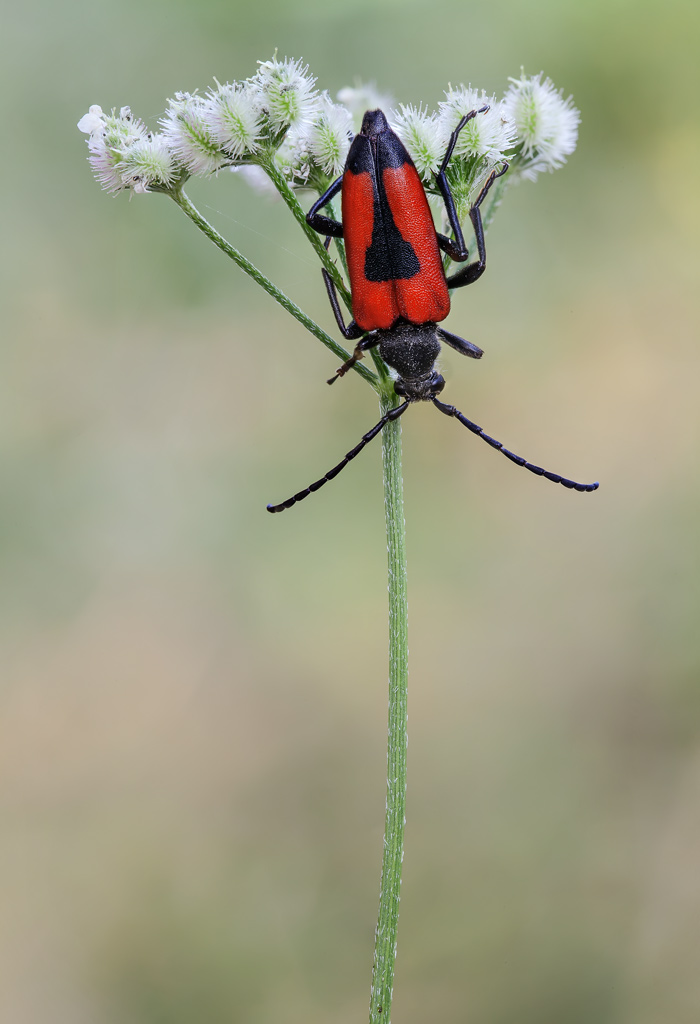 Cerambicide Che tipo ? Stictoleptura cordigera